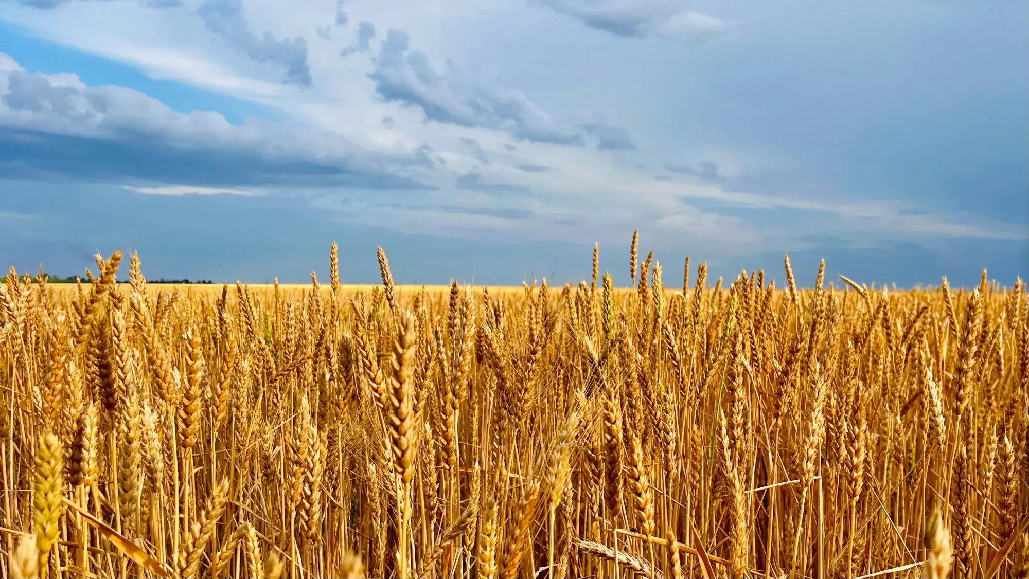 Festa dell'Agricoltura e del Volontariato 