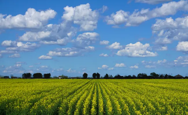 Circolare applicativa della disciplina delle attività agricole e zootecniche in territorio rurale