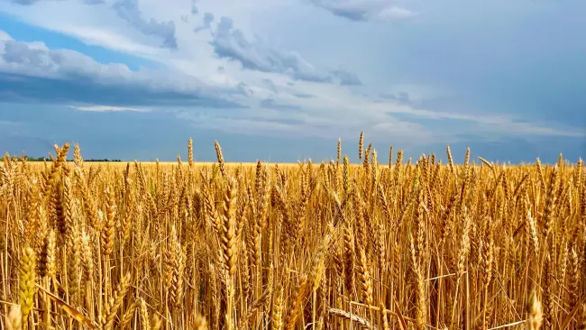 Festa dell'Agricoltura e del Volontariato - dall'8 al 10 maggio 2026 