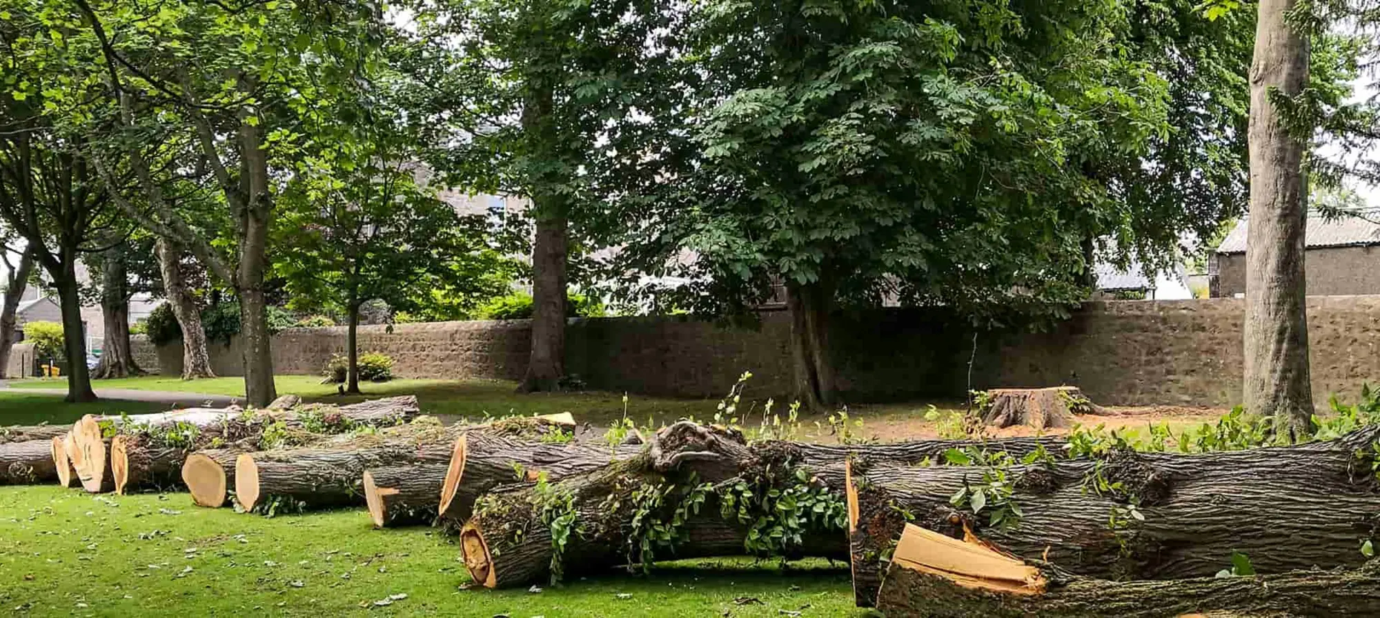 Maltempo e alberi pericolanti